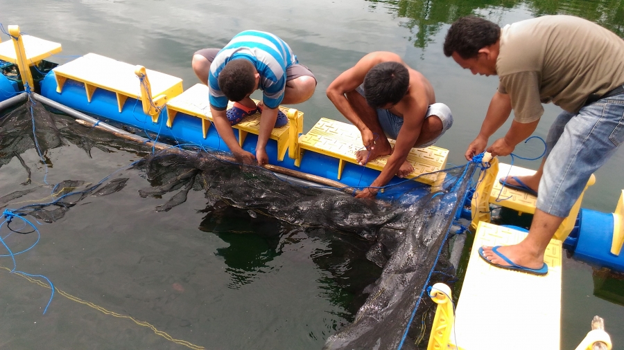 Program IbM, FPIK Unidayan Budidaya Ikan Bandeng di Kapuntori